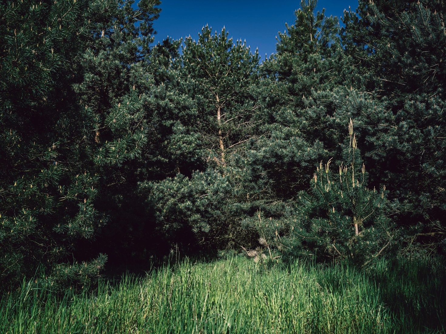 How Reclaiming Wild Spaces Benefits Us All
