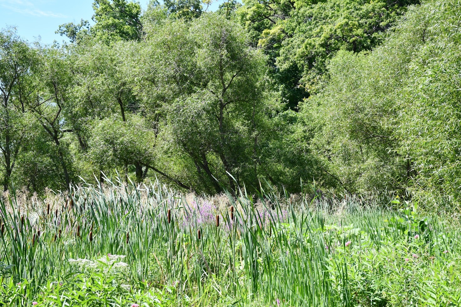 The Role of Donors in Nature Preservation